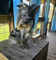 Nashville, a male Yorkshire Terrier for sale in Hartford City, IN – 1 of 1