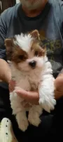 Fats, a male Yorkshire Terrier for sale in Hartford City, IN – 3 of 4