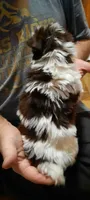 Ellie, a female Yorkshire Terrier for sale in Hartford City, IN – 3 of 3