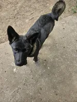 Midnight, a female German Shepherd Dog and Akita for sale in Olympia, WA – 4 of 4
