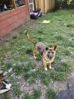Firery, a male German Shepherd Dog and Akita for sale in Olympia, WA – 7 of 8