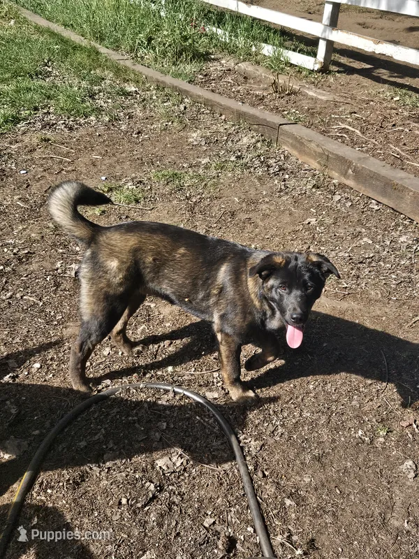 Jackson – German Shepherd Dog, Akita puppy for sale in Olympia, WA