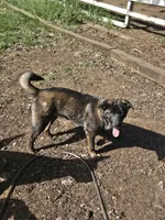 Jackson, a male German Shepherd Dog and Akita for sale in Olympia, WA – 1 of 8