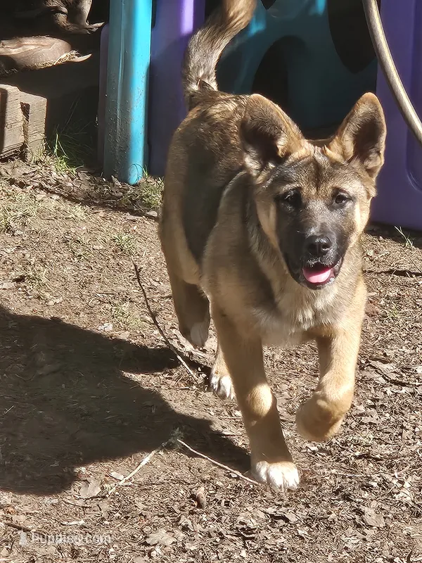 Firery – German Shepherd Dog, Akita puppy for sale in Olympia, WA