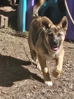 Firery, a male German Shepherd Dog and Akita for sale in Olympia, WA – 1 of 8