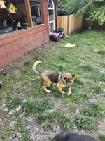 Firery, a male German Shepherd Dog and Akita for sale in Olympia, WA – 3 of 8