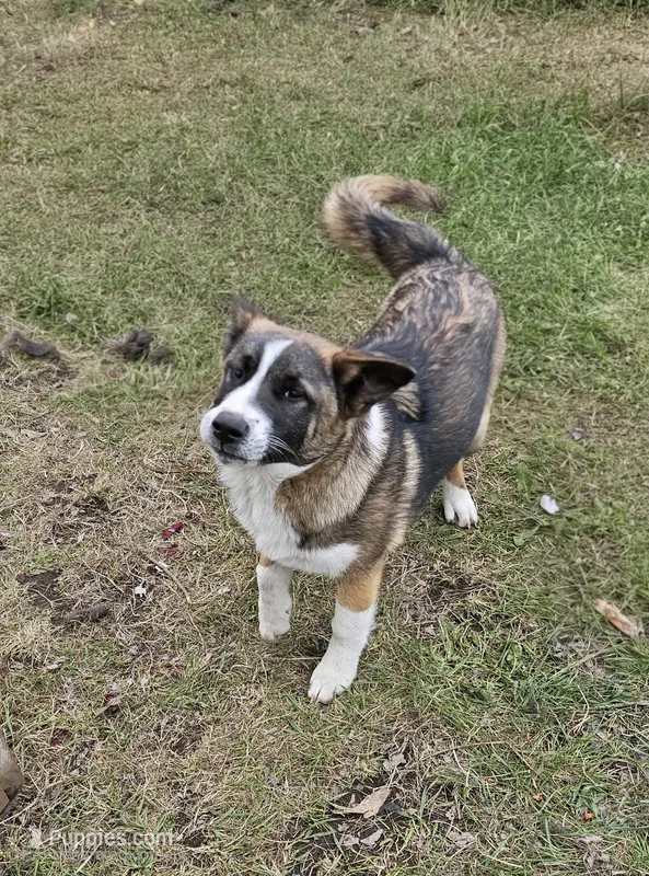 S'more  – German Shepherd Dog, Akita puppy for sale in Olympia, WA