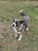 S'more , a male German Shepherd Dog and Akita for sale in Olympia, WA – 1 of 6