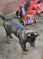 Jackson, a male German Shepherd Dog and Akita for sale in Olympia, WA – 7 of 8