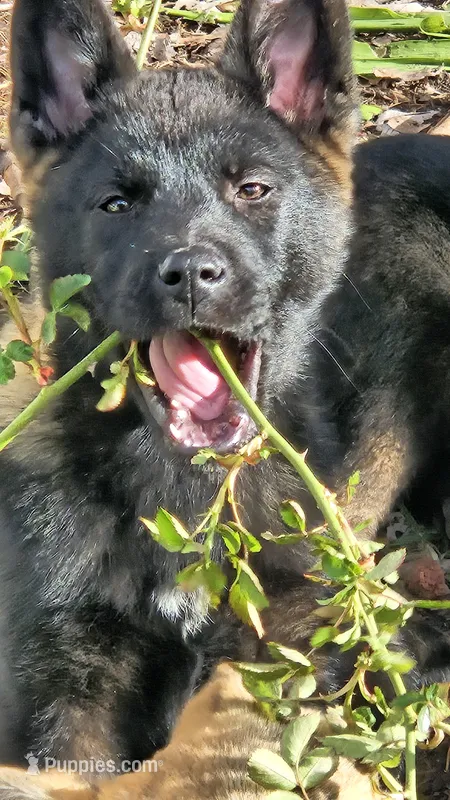 Stormy – German Shepherd Dog, Akita puppy for sale in Olympia, WA