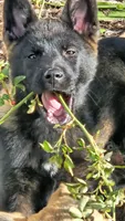 Stormy, a male German Shepherd Dog and Akita for sale in Olympia, WA – 1 of 1