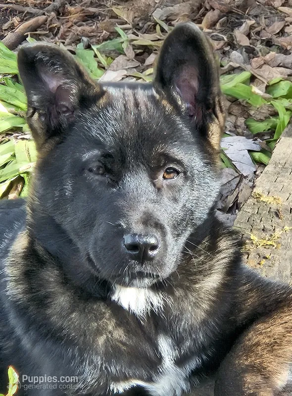 Floppy – German Shepherd Dog, Akita puppy for sale in Olympia, WA