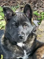Floppy, a male German Shepherd Dog and Akita for sale in Olympia, WA – 1 of 1