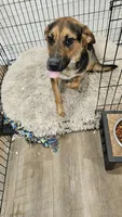 Marshmallow , a female Australian Shepherd and German Shepherd Dog for sale in Olympia, WA – 6 of 9