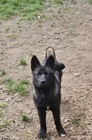 Midnight, a female German Shepherd Dog and Akita for sale in Olympia, WA – 2 of 4
