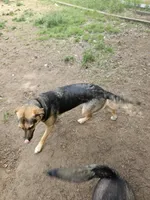 Marshmallow , a female Australian Shepherd and German Shepherd Dog for sale in Olympia, WA – 1 of 9