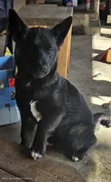 Midnight, a female German Shepherd Dog and Akita for sale in Olympia, WA – 1 of 1