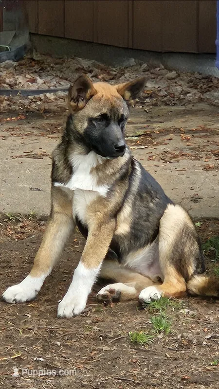 Socks – German Shepherd Dog, Akita puppy for sale in Olympia, WA