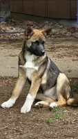 Socks, a male German Shepherd Dog and Akita for sale in Olympia, WA – 1 of 1