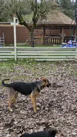 Marshmallow , a female Australian Shepherd and German Shepherd Dog for sale in Olympia, WA – 8 of 9