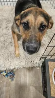 Marshmallow , a female Australian Shepherd and German Shepherd Dog for sale in Olympia, WA – 4 of 9