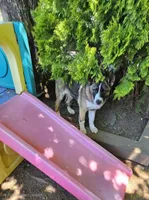 S'more , a male German Shepherd Dog and Akita for sale in Olympia, WA – 2 of 6