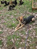 Marshmallow , a female Australian Shepherd and German Shepherd Dog for sale in Olympia, WA – 7 of 9