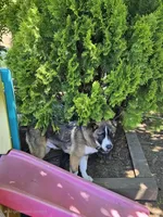 S'more , a male German Shepherd Dog and Akita for sale in Olympia, WA – 4 of 6