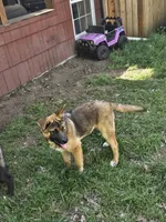 Firery, a male German Shepherd Dog and Akita for sale in Olympia, WA – 8 of 8