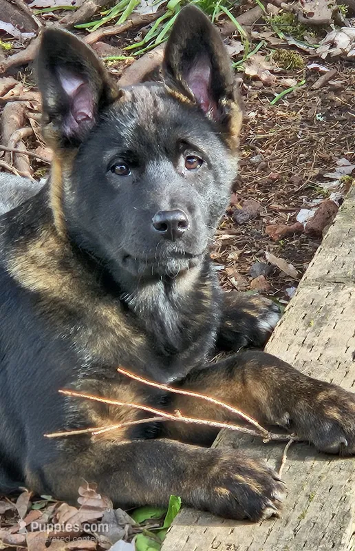Jackson – German Shepherd Dog, Akita puppy for sale in Olympia, WA