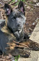 Jackson, a male German Shepherd Dog and Akita for sale in Olympia, WA – 1 of 1