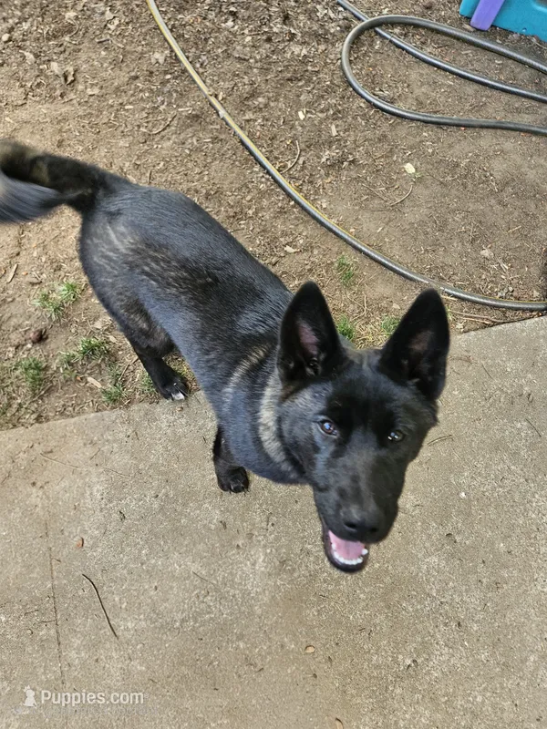 Stormy – German Shepherd Dog, Akita puppy for sale in Olympia, WA