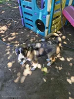S'more , a male German Shepherd Dog and Akita for sale in Olympia, WA – 6 of 6