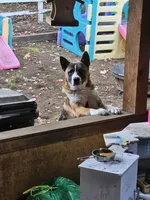 S'more , a male German Shepherd Dog and Akita for sale in Olympia, WA – 8 of 10