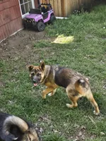 Firery, a male German Shepherd Dog and Akita for sale in Olympia, WA – 6 of 8