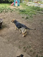 Marshmallow , a female Australian Shepherd and German Shepherd Dog for sale in Olympia, WA – 2 of 9