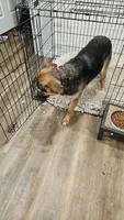 Marshmallow , a female Australian Shepherd and German Shepherd Dog for sale in Olympia, WA – 5 of 9