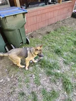 Firery, a male German Shepherd Dog and Akita for sale in Olympia, WA – 5 of 8