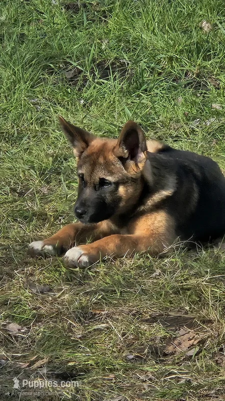 Firery – German Shepherd Dog, Akita puppy for sale in Olympia, WA