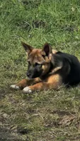 Firery, a male German Shepherd Dog and Akita for sale in Olympia, WA – 1 of 1