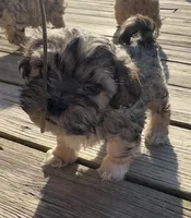 Leo, a male Cockapoo and Havanese for sale in Valley Stream, NY – Photo 2 of 3