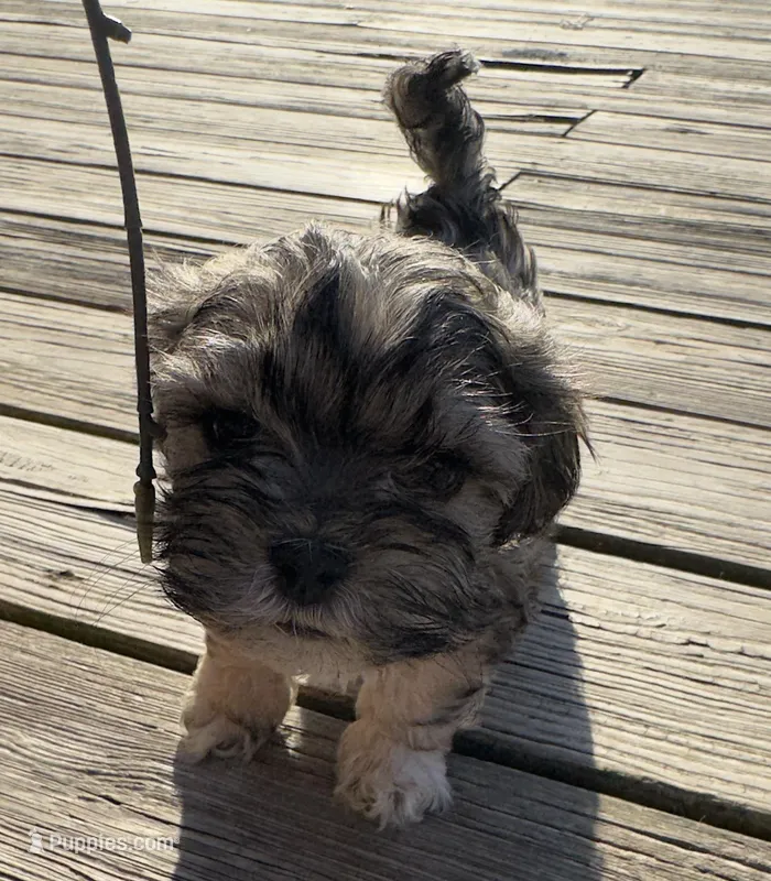 Leo – Cockapoo, Havanese puppy for sale in Valley Stream, NY