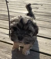 Leo, a male Cockapoo and Havanese for sale in Valley Stream, NY – Photo 1 of 3