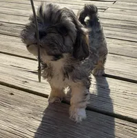 Leo, a male Cockapoo and Havanese for sale in Valley Stream, NY – Photo 3 of 3