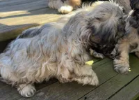 Nala, a female Cockapoo and Havanese for sale in Valley Stream, NY – Photo 4 of 5
