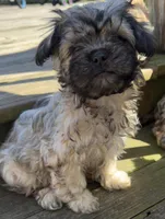 Nala, a female Cockapoo and Havanese for sale in Valley Stream, NY – Photo 3 of 5