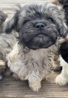 Nala, a female Cockapoo and Havanese for sale in Valley Stream, NY – Photo 5 of 5