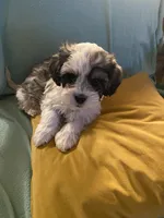 Minnie, a female Cockapoo and Havanese for sale in Valley Stream, NY – Photo 4 of 4