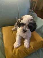 Minnie, a female Cockapoo and Havanese for sale in Valley Stream, NY – Photo 2 of 4