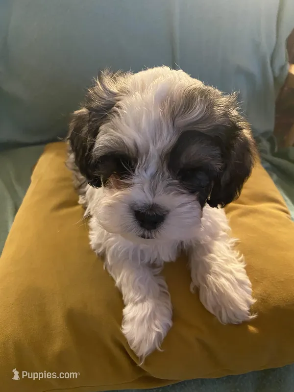 Minnie – Cockapoo, Havanese puppy for sale in Valley Stream, NY